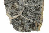 Impressive Promicroceras Ammonite Cluster - Somerset, England #176297-3